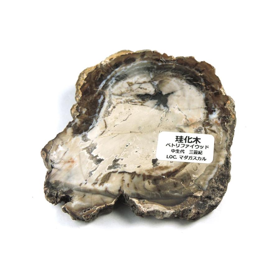 ペトリファイドウッド 原石 産地 マダガスカル 珪化木 化石木 ウッド