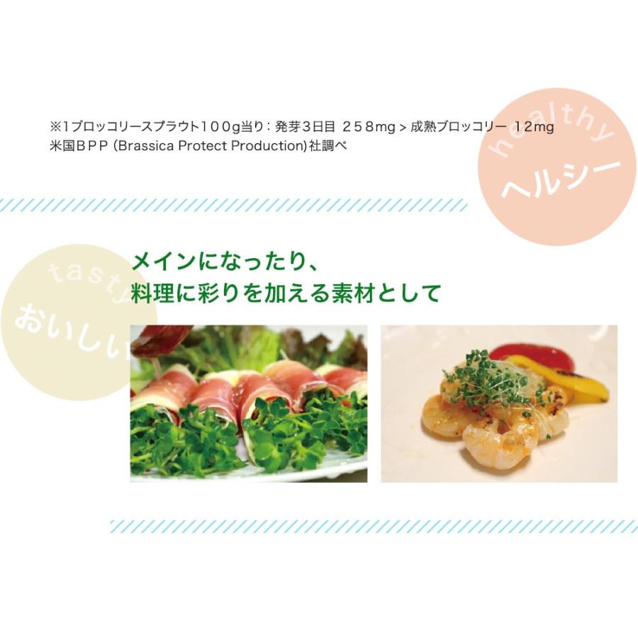 最も バジルスプラウト 種 種子 オーガニック バジル おうちでベジ スプラウト