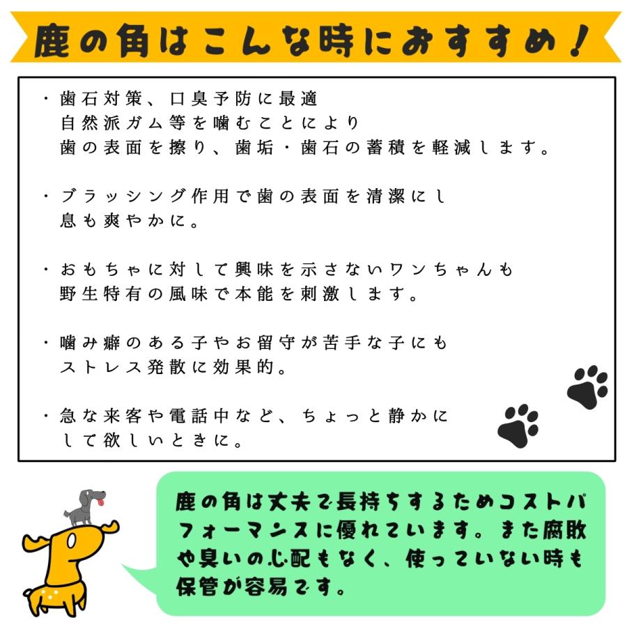 Sale 99 Off 大型犬用 12cm Llサイズ プレシカ 鹿の角 半割り2本セット 犬 おもちゃ 噛む おやつ 無添加 口臭 歯磨き Cisama Sc Gov Br