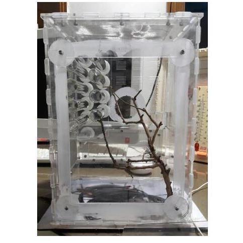 20x20x30cmー　大きな透明なアリの巣　植物空間 アクリル製 アリの巣 ショーケース