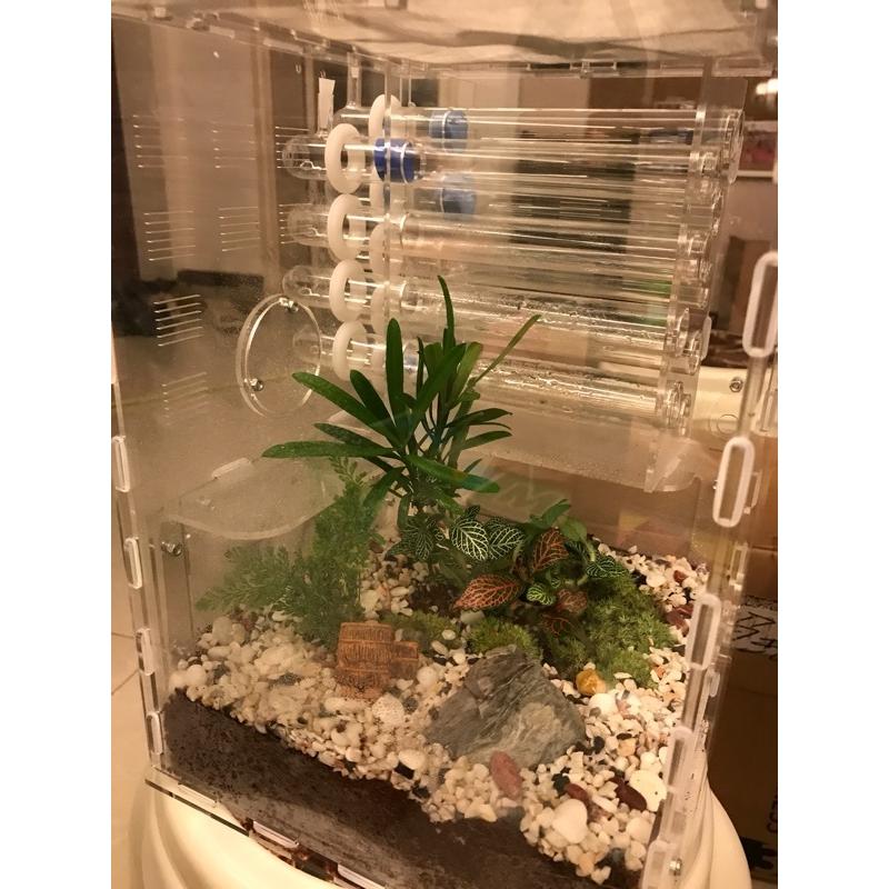 動作確認 20x20x30cmー　大きな透明なアリの巣　植物空間 アクリル製 アリの巣 ショーケース 【1808995448】(10515円)