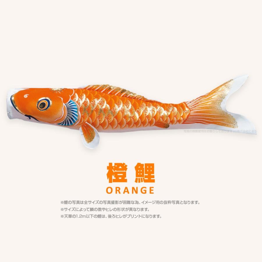 鯉のぼり 単品 天華鯉 0.8m 単品鯉 こいのぼり : tenka-008-p : 節句