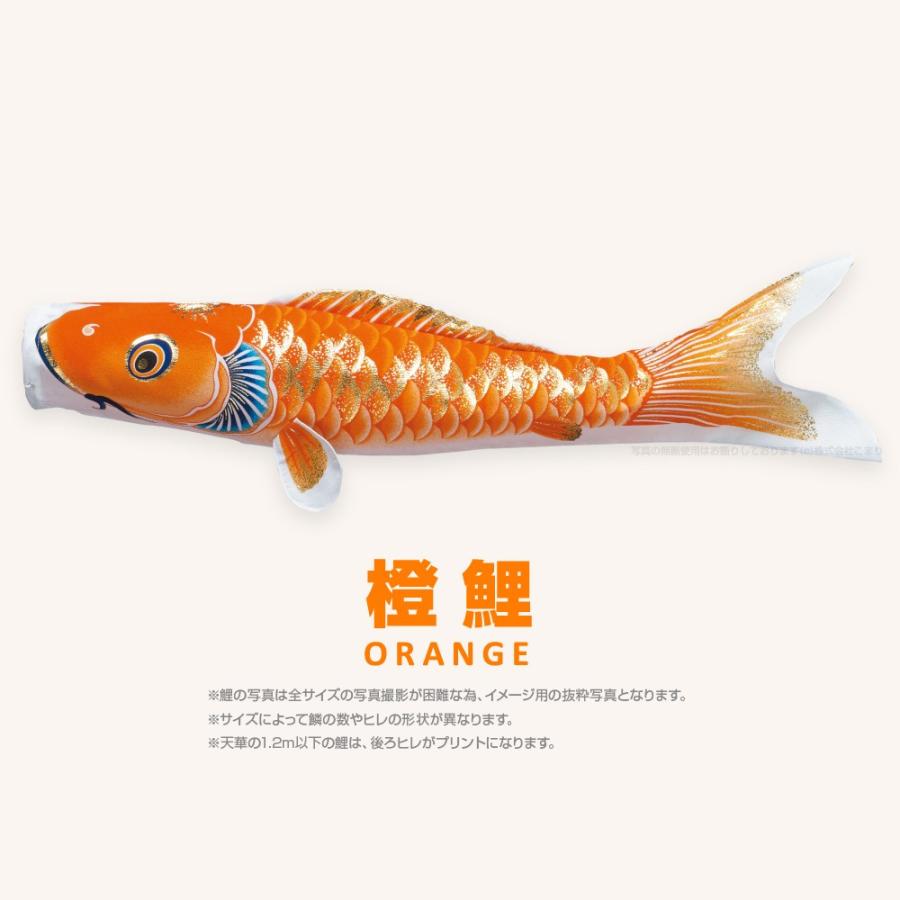 【送料込み】 天華 鯉のぼり こどもの日 ご購入後、当日か翌日発送可能です 本格タイプ鯉のぼり「天華錦鯉」 | お人形の隆和堂
