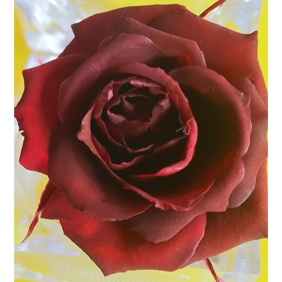 プリザーブドフラワー染色液〈ディープレッド〉1000ml : プリ花Plus