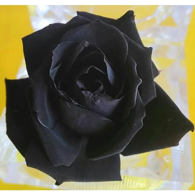 プリザーブドフラワー染色液 極みの黒 500ml B 192 プリ花plus ヤフー店 通販 Yahoo ショッピング