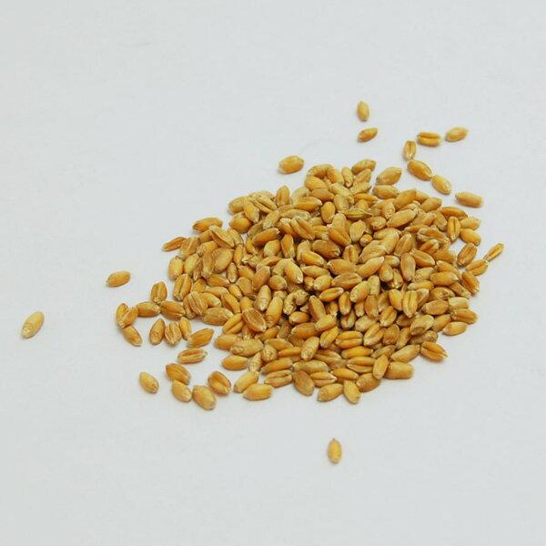 国産 小麦のたね 500g｜prema｜02