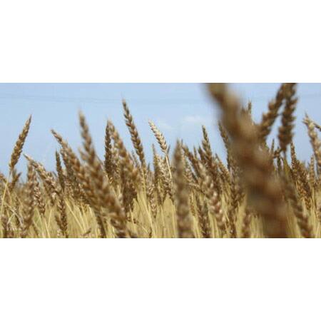 金沢大地  オーガニックわたしのぬか床 1kg |  | 06