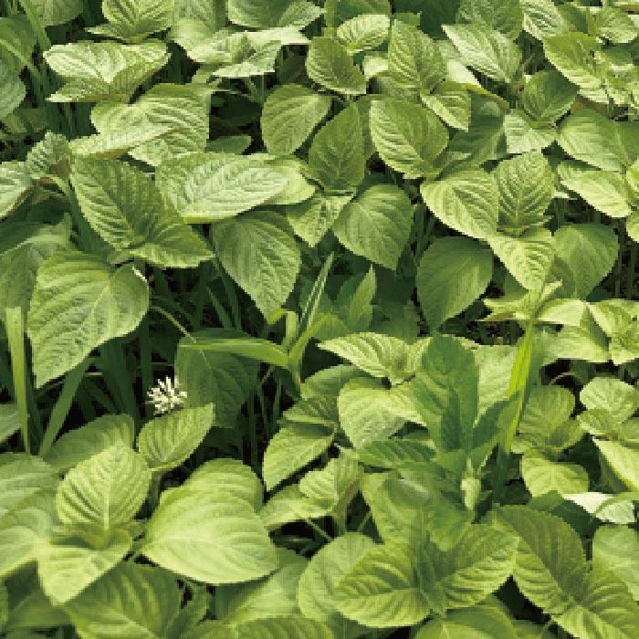 創健社 北海道産　えごま油 110g |  | 01