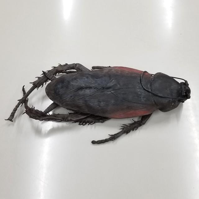 メガシリーズ ゴキブリリアル画像 巨大ゴキブリの写真素材 -