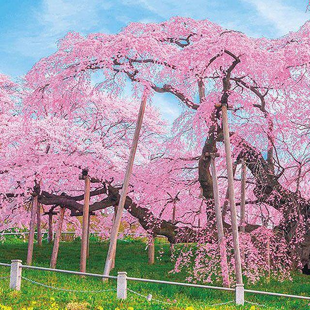 ジグソー日本の風景「三春の滝桜」フレームセット(1000P ジグソー日本の風景「三春の滝桜」フレームセット(1000P