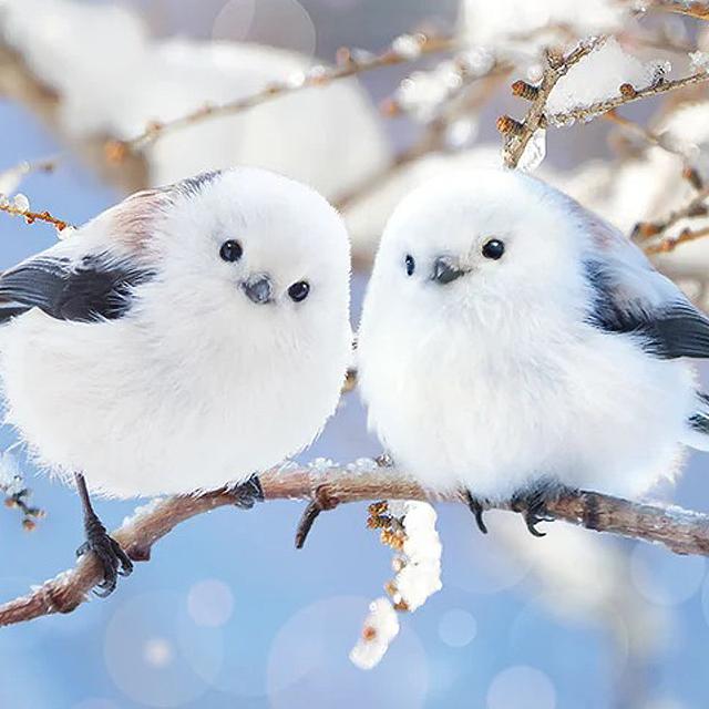 リク シマエナガバージョンピンズ 60ヶ所 リク シマエナガバージョン