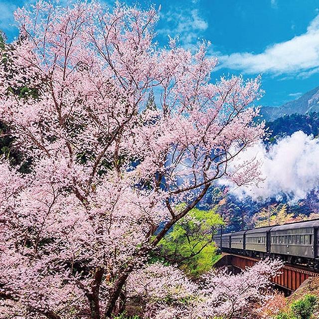 ジグソー日本の風景「 大井川鐡道と桜」 フレームセット（600P）パズル