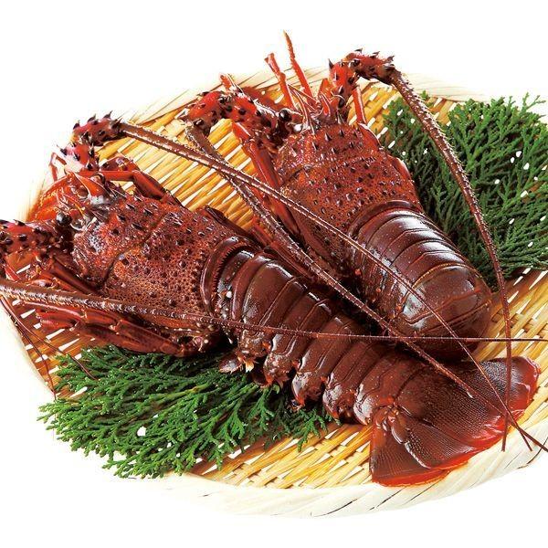 天然伊勢海老活〆生冷凍 約300x2尾 約600g 国産 活き〆 鮮度抜群 伊勢エビ 伊勢えび 伊勢海老汁 95 以上節約 刺身 ロブスター