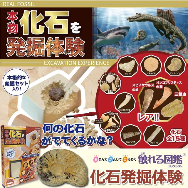 触れる図鑑コレクション 本物の化石を発掘体験 化石発掘キット 化石
