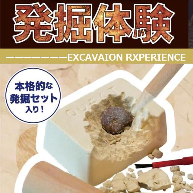 触れる図鑑コレクション 本物の化石を発掘体験 化石発掘キット 化石