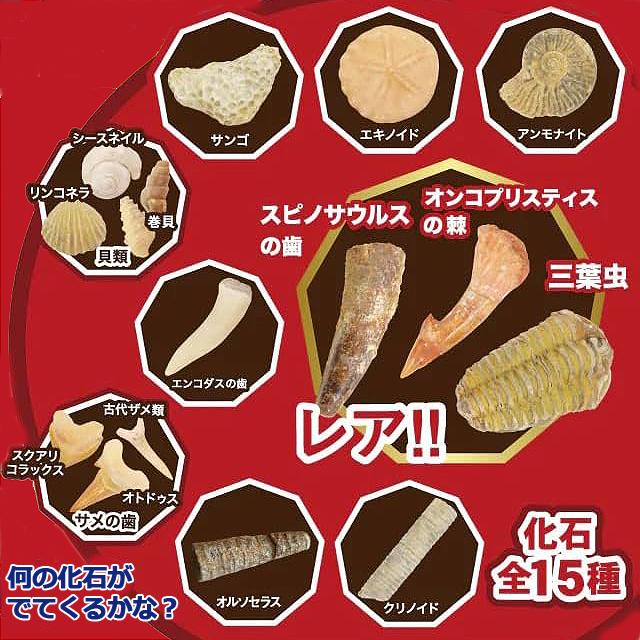 触れる図鑑コレクション 本物の化石を発掘体験 化石発掘キット 化石