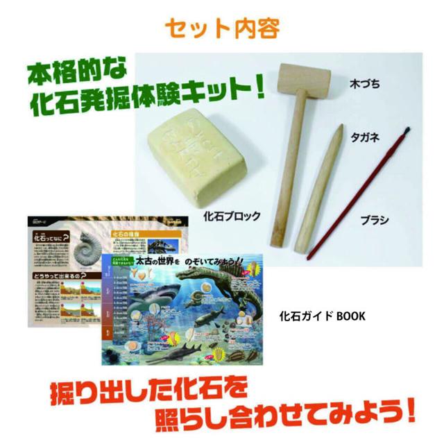 触れる図鑑コレクション 本物の化石を発掘体験 化石発掘キット 化石