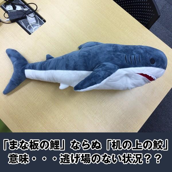 インスタ映えする超BIGなサメぬいぐるみ80cm (80センチ ビッグ