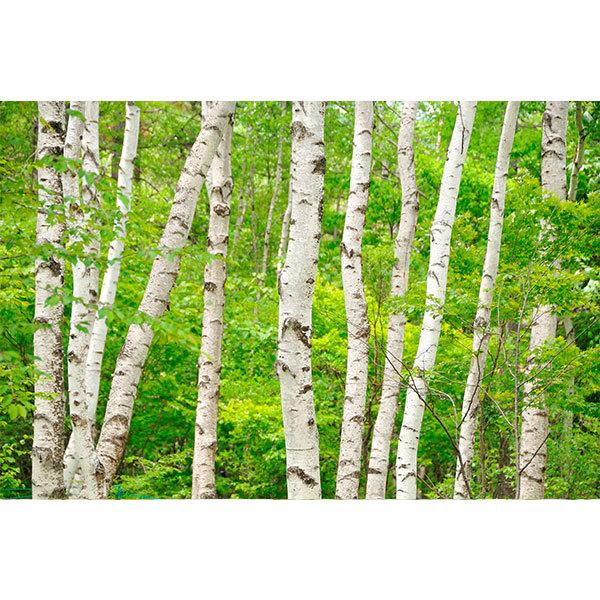 チャーガ タブレット 健康茶 錠剤 カバノアナタケ 60g 240粒 白樺の