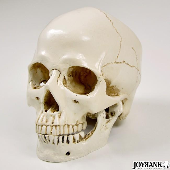 リアルな頭蓋骨 髑髏 ドクロ ハロウィン ホラー スプラッター コスプレ 仮装 Ca223 ワールドインポートjj 通販 Yahoo ショッピング