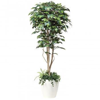 全国宅配無料 光の楽園 光触媒加工 人工観葉植物 フィカスベンジャミン1 8m 508f500 35 A プリティウーマン 通販 Yahoo ショッピング Seal限定商品 Www Maxipiso Com Ar