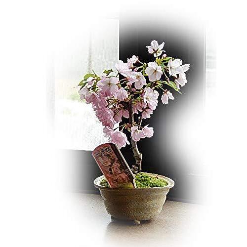 メーカー公式ショップ 今年はチャレンジ サクラ盆栽でお花見 桜盆栽