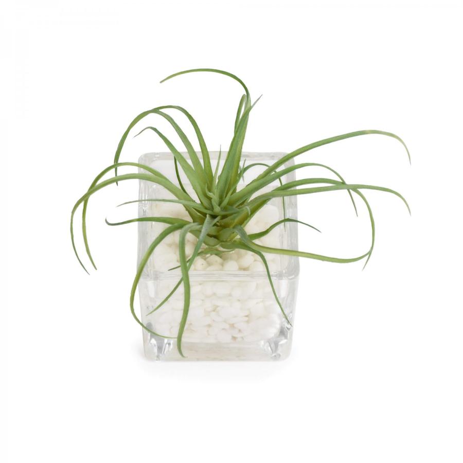 公式】チランジア ウォーターキューブ 観葉植物 フェイクグリーン