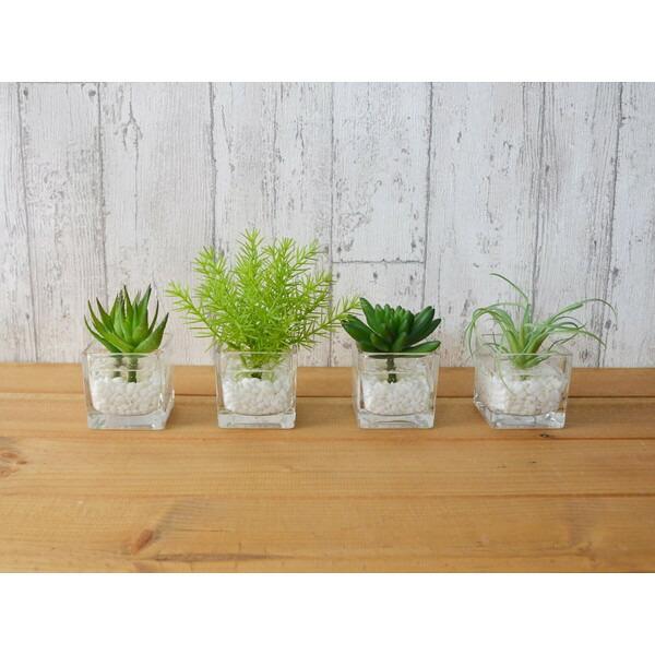 公式】チランジア ウォーターキューブ 観葉植物 フェイクグリーン