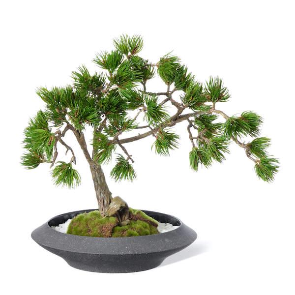 【公式】松 盆栽 平皿 大 CUPBON 盆栽 フェイクグリーン | PRIMA 観葉植物 リアル 日本製 ギフト カップボン_1
