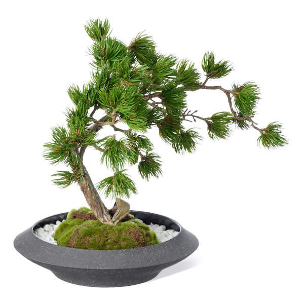 【公式】松 盆栽 平皿 大 CUPBON 盆栽 フェイクグリーン | PRIMA 観葉植物 リアル 日本製 ギフト カップボン_2