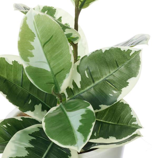 【公式】ゴムの木 スリムプランター H73cm 観葉植物 フェイクグリーン eco  | GREENPARK 人工観葉植物 造花 おしゃれ リアルの画像