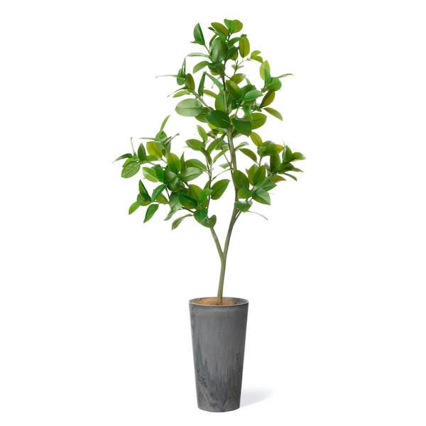 【公式】フィカスソフィア ラウンドポット H170cm 観葉植物 フェイクグリーン 【別倉庫直送品】 eco | GREENPARK 人工観葉植物 造花 おしゃれ リアル_1