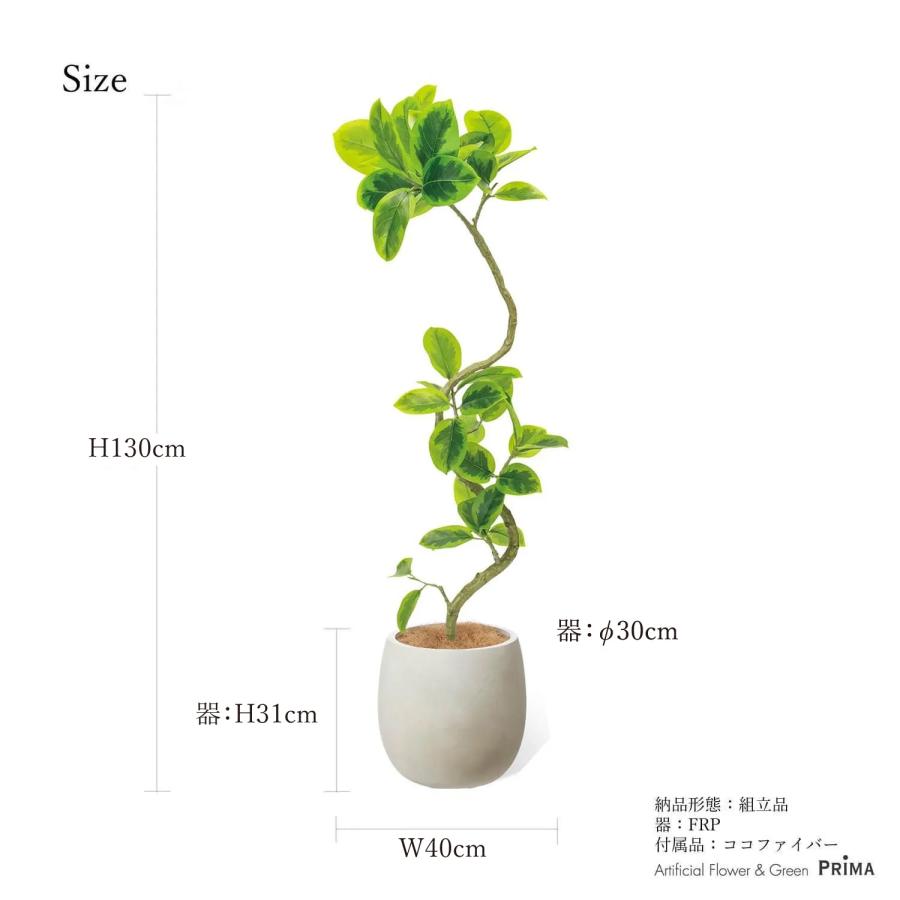 公式】フィカスアルテシマ 斑入り エッグポット H130cm 観葉植物