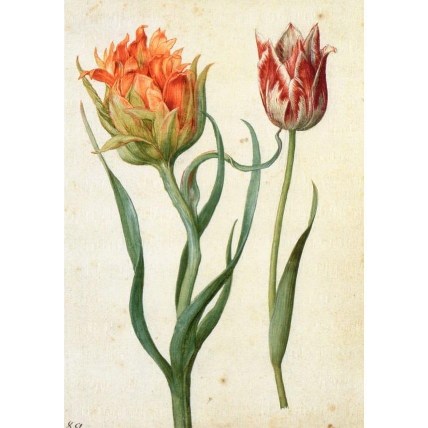 ポストカード 「植物画」(ボタニカル・アート) VD5660 : 輸入ポスト