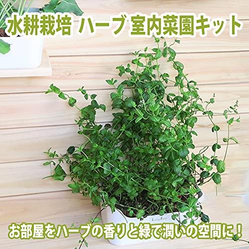 リビングファーム 水耕栽培 ハーブ バジルとイタリアンパセリ 苗作りキット 種子付き イタリアンハーブセット 水耕栽培で2種類のハーブの種か Primer9cf60fefc4 プライマー 通販 Yahoo ショッピング