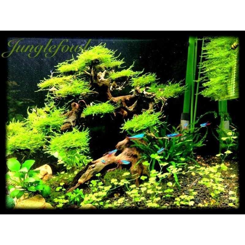 アクアリウム デコレーション ボンサイ 盆栽 流木 オブジェ Extra Large Bonsai Driftwood Tree On Rock Aquarium Aquascape Plant Fish Tank Rcs K Import Store Naia 通販 Yahoo ショッピング
