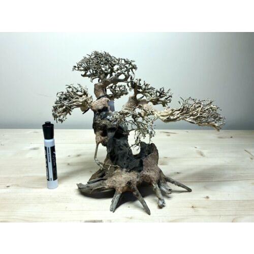 アクアリウム デコレーション ボンサイ 盆栽 流木 オブジェ Large Bonsai Driftwood Tree For Aquarium Aquascape Plant Fish Shrimp Tank K Import Store Naia 通販 Yahoo ショッピング