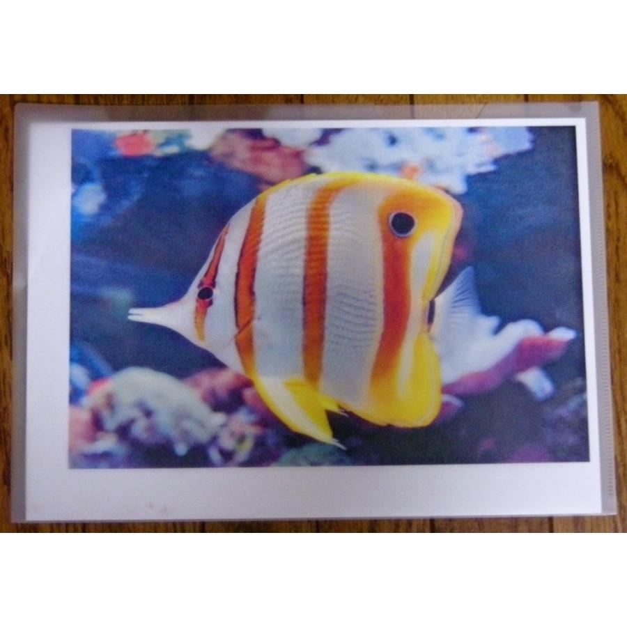 クリアホルダー Ａ４ １０枚　レーザープリンタ用 クリックポストにて全国無料配送 | 