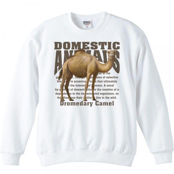 ヒトコブ ラクダ/飼育動物・家畜/トレーナー | 