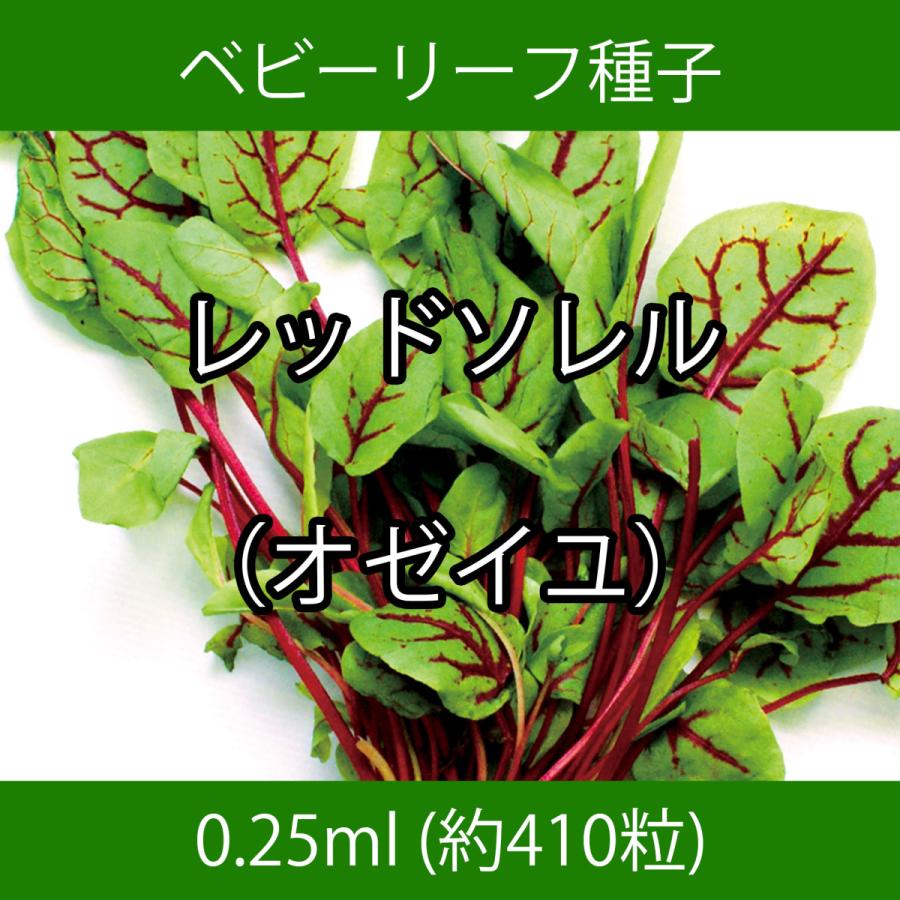 ベビーリーフ種子 B-50 レッドソレル（オゼイユ） 0.25ml