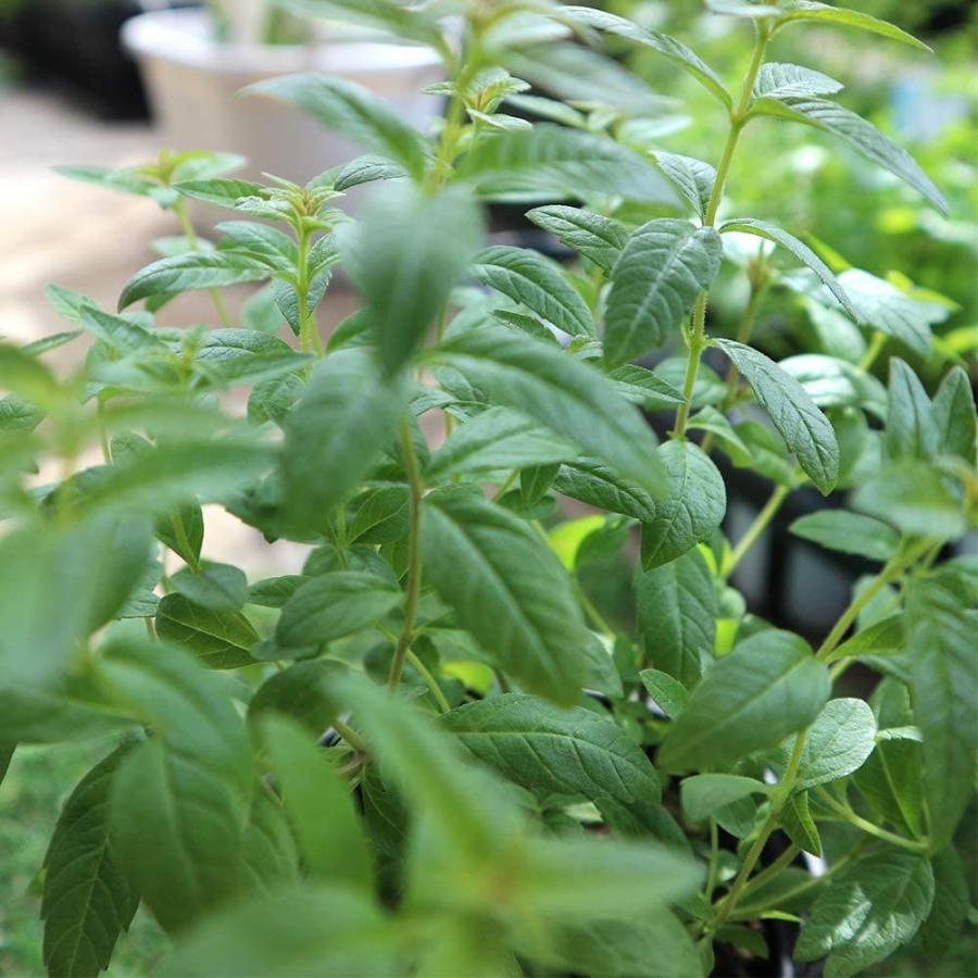 ハーブ苗 レモンバーベナ 4個セットおうちで簡単育てやすい10 5cmポットハーブ苗シリーズ自社農場から新鮮苗直送品種で選べるハ 鉢 プランターラック