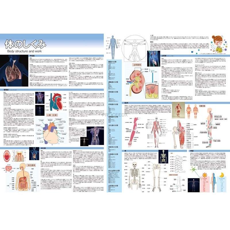 proceedx学習ポスター pro-3015 福袋10 5枚セット 漢字 体のしくみ プログラミング A2 小学 中学 日本製 |  | 02