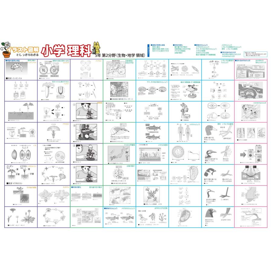 小学5年イラストで学ぶ！理科の要点ポスター　2枚セット　日本製　送料無料 PROCEEDX3285 |  | 03