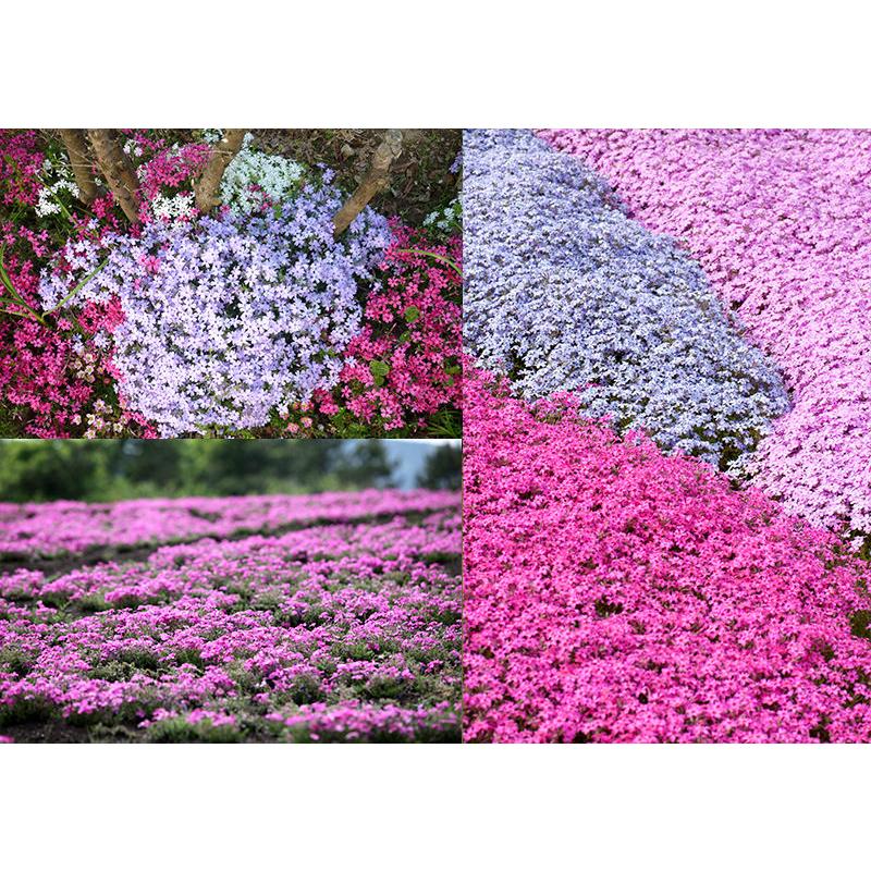 芝桜 24個セット(色混合) 9cmポット苗+肥料800gプレゼント 芝桜 24個セット(色混合) 9cmポット苗+肥料800gプレゼント