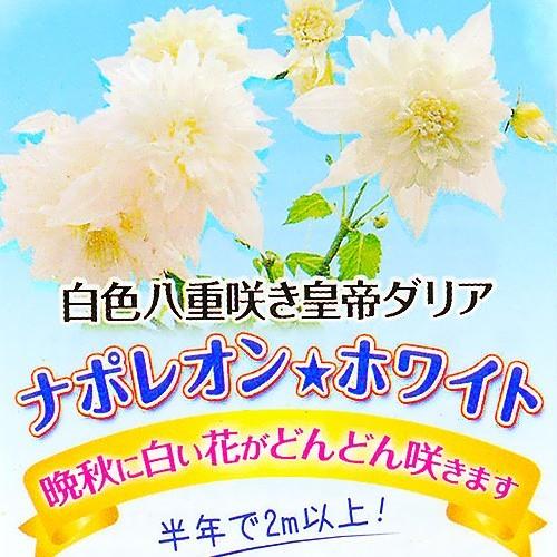八重咲 皇帝ダリア 白花 （ 宿根性木立ダリア ） 10.5cmポット苗 : 花