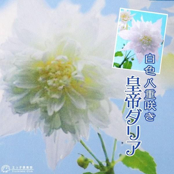 八重咲 皇帝ダリア 白花 （ 宿根性木立ダリア ） 10.5cmポット苗 : 花