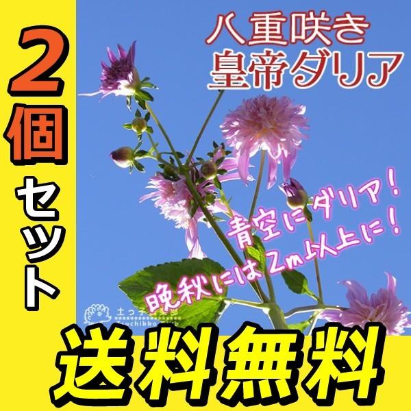 八重咲 皇帝ダリア（ 宿根性木立ダリア ） 10.5cmポット苗 （ 送料無料