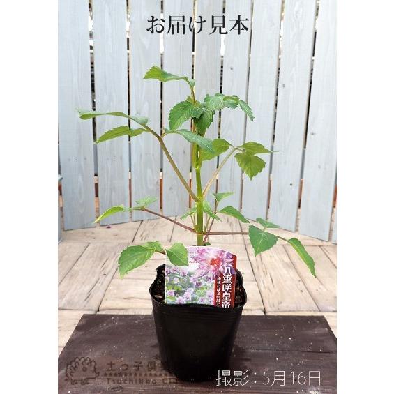 八重咲 皇帝ダリア 宿根性木立ダリア 10 5cmポット苗 B 065 10y 花と緑の専門店 土っ子倶楽部 通販 Yahoo ショッピング