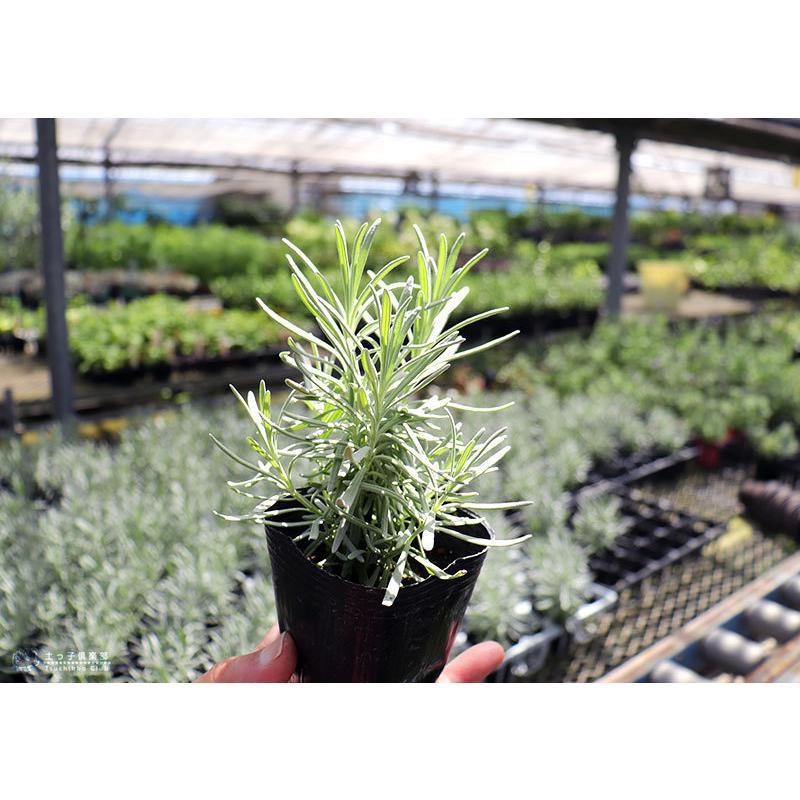 ラベンダー グロッソ 2個セット 9cmポット苗 シルバーリーフ B 1008 2p 花と緑の専門店 土っ子倶楽部 通販 Yahoo ショッピング