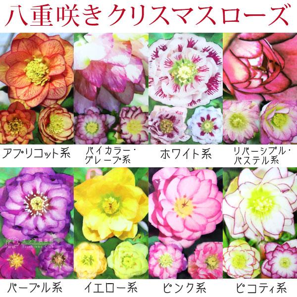 八重咲き クリスマスローズ 【選べる花色】（ オリエンタリス